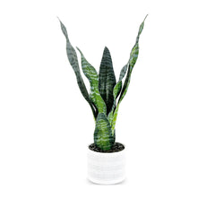 STRELITZ ARTIFICIAL PLANT WITH POT 50CM