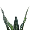 STRELITZ ARTIFICIAL PLANT WITH POT 50CM